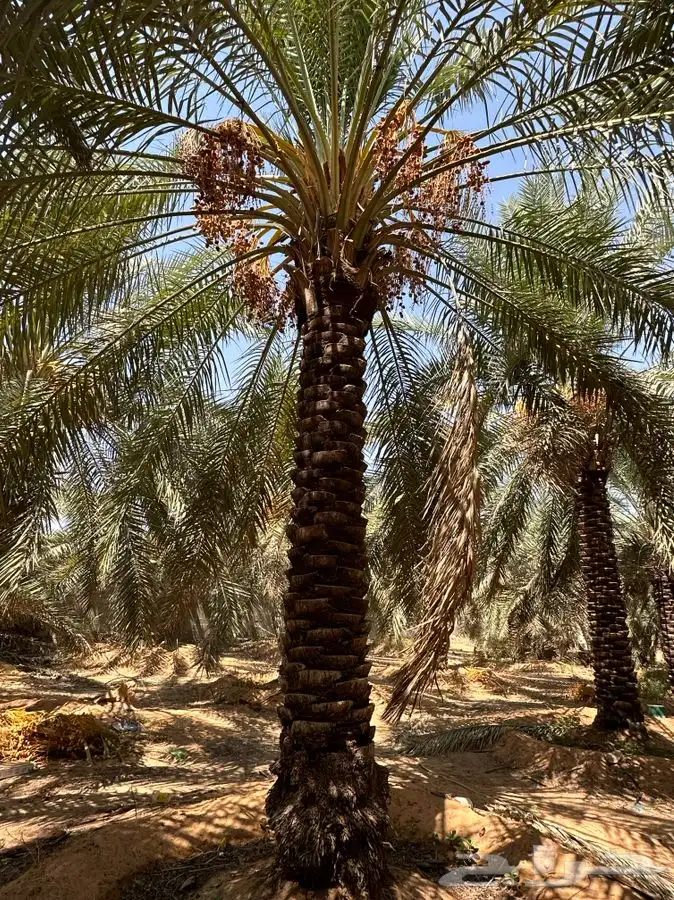 جثايث كبيره سكري واخلاص 1