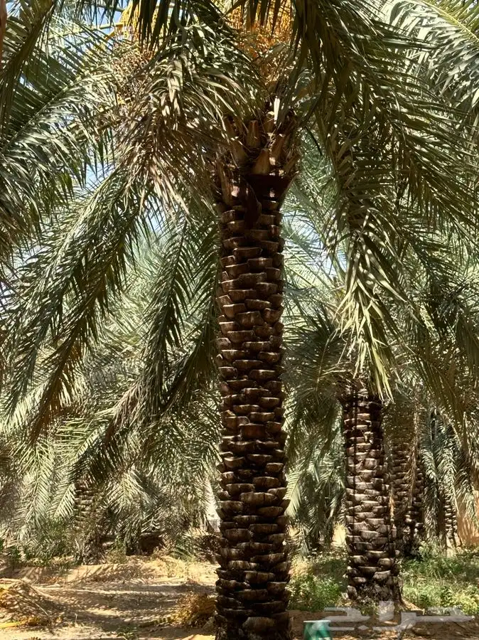 جثايث كبيره سكري واخلاص 2