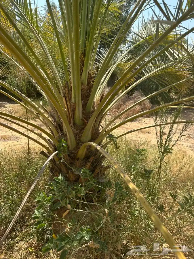 جثايث كبيره سكري واخلاص 4