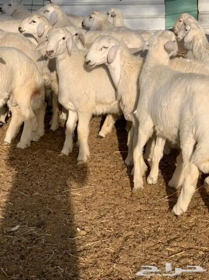 طليان ذبايح مناسبات حريه شحم 2