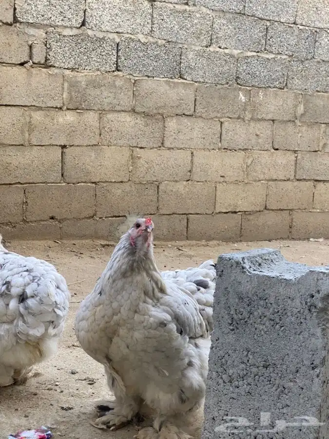 صوص دجاج براهما كولومبي سلفر بلاك سلاله كونك 31