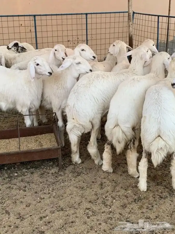 طليان ذبايح مناسبات حريه شحم 5