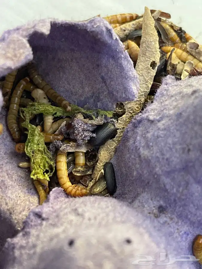 دود قبابي حي 100 حبه ب 50 ريال 1