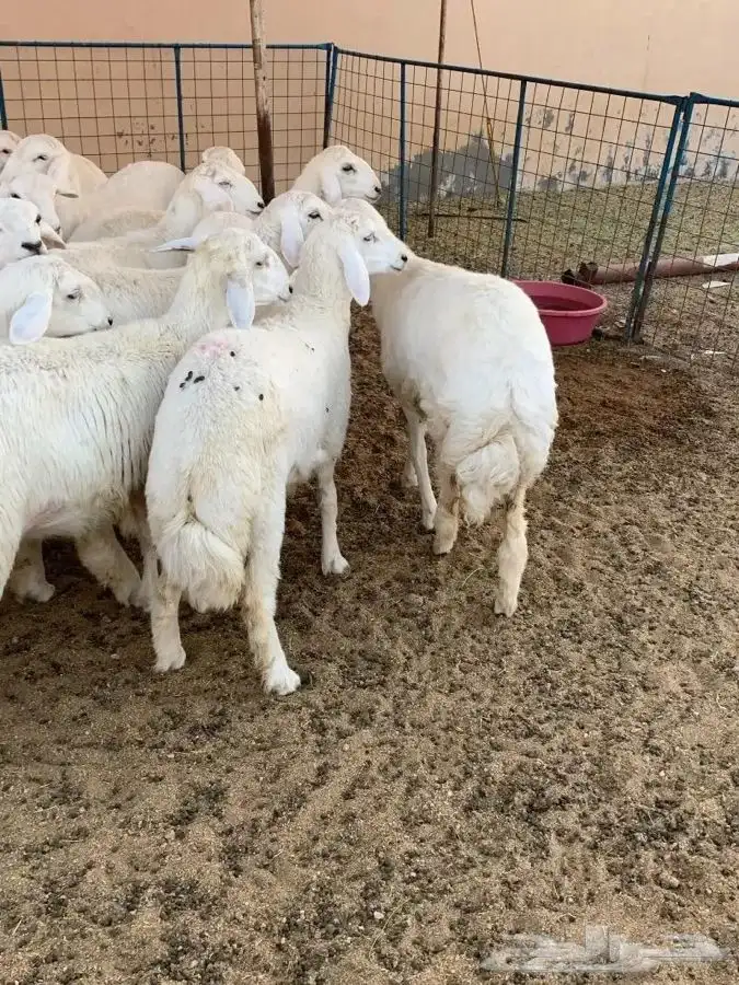 طليان ذبايح مناسبات حريه شحم 8