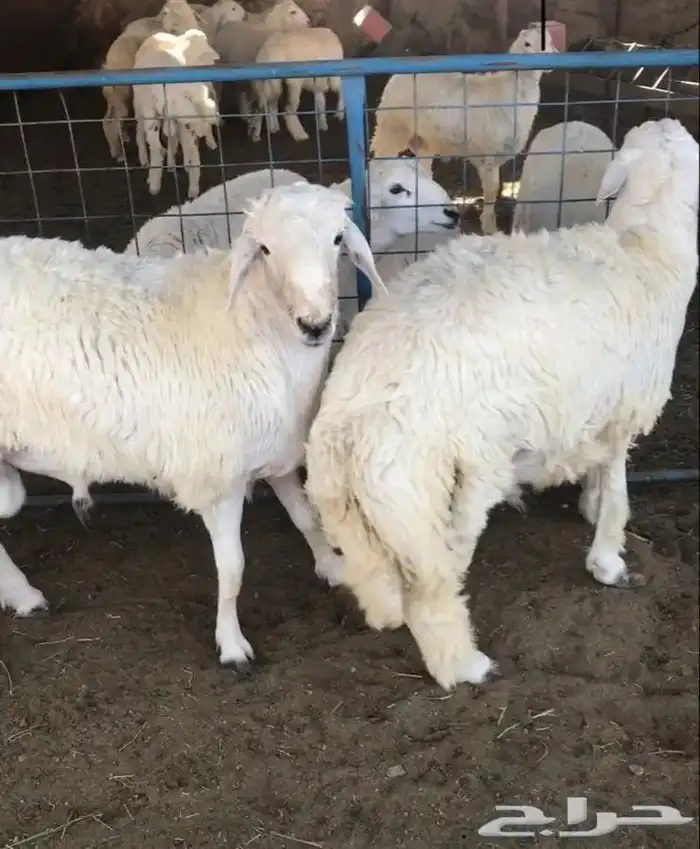 طليان ذبايح مناسبات حريه شحم 4