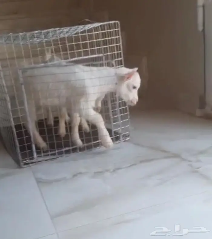 ماعز قزم صغير لطيف اليف صديق الطفل 3