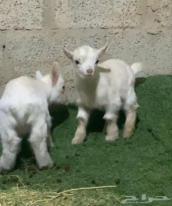 ماعز قزم صغير لطيف اليف صديق الطفل 20