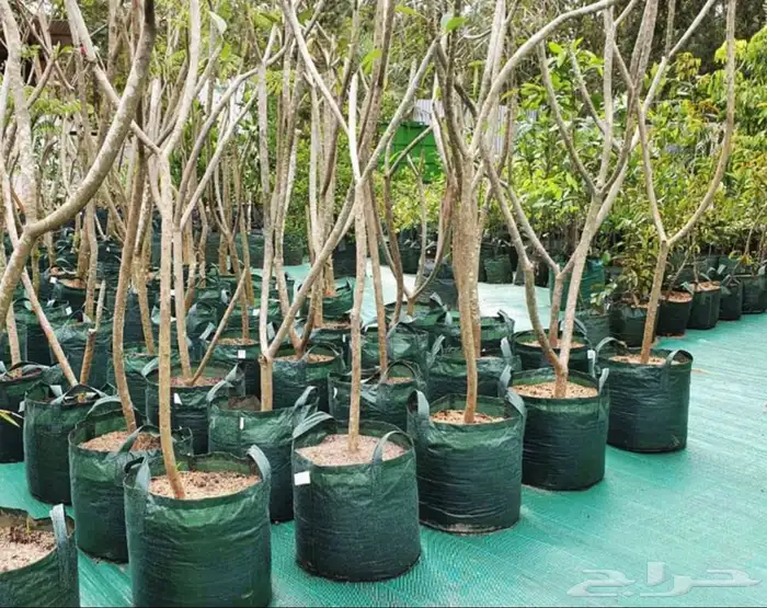 مراكن زراعية 13