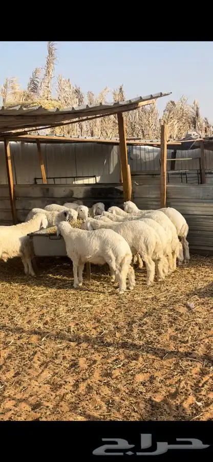 ذبايح حريات مع الصلخ والتوصيل 2