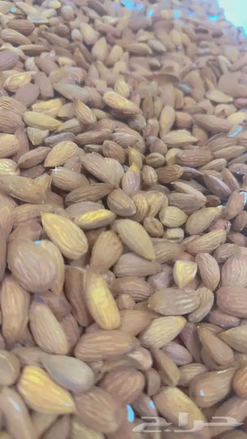 لباب بجلي إنتاج هالسنه 2