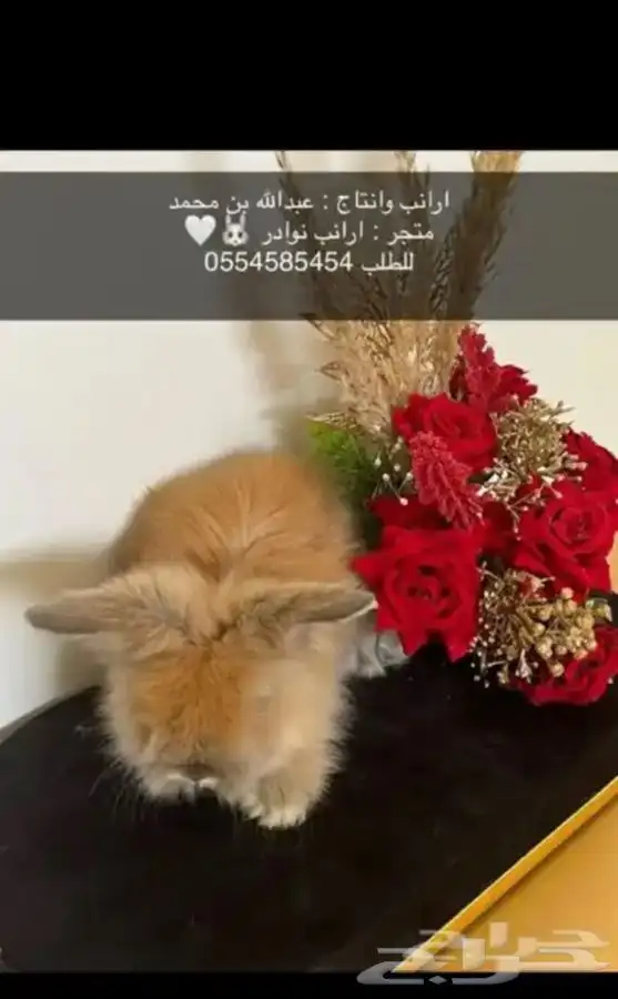 ارانب 9