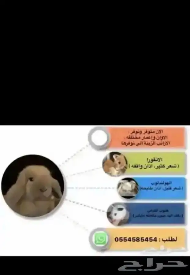 ارانب 13