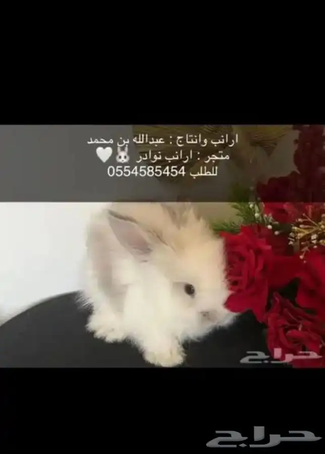 ارانب 10