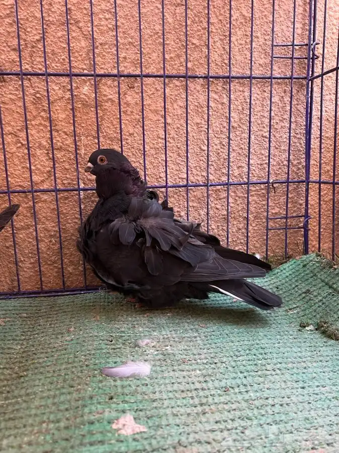 ( تم البيع ) جوز كشكش 1