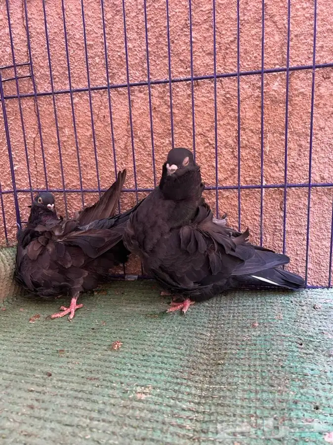 ( تم البيع ) جوز كشكش 0