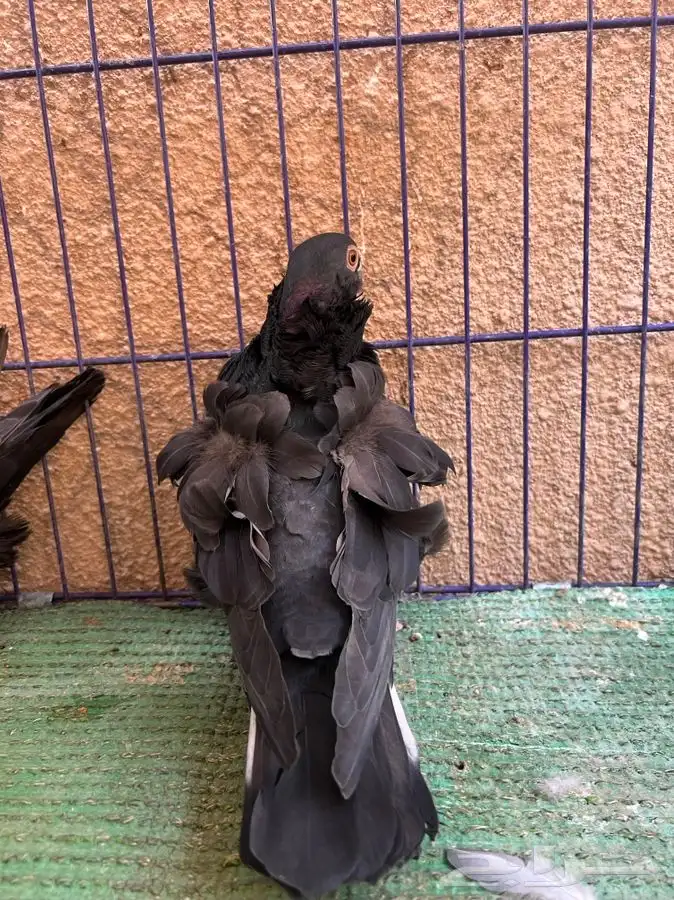 ( تم البيع ) جوز كشكش 2