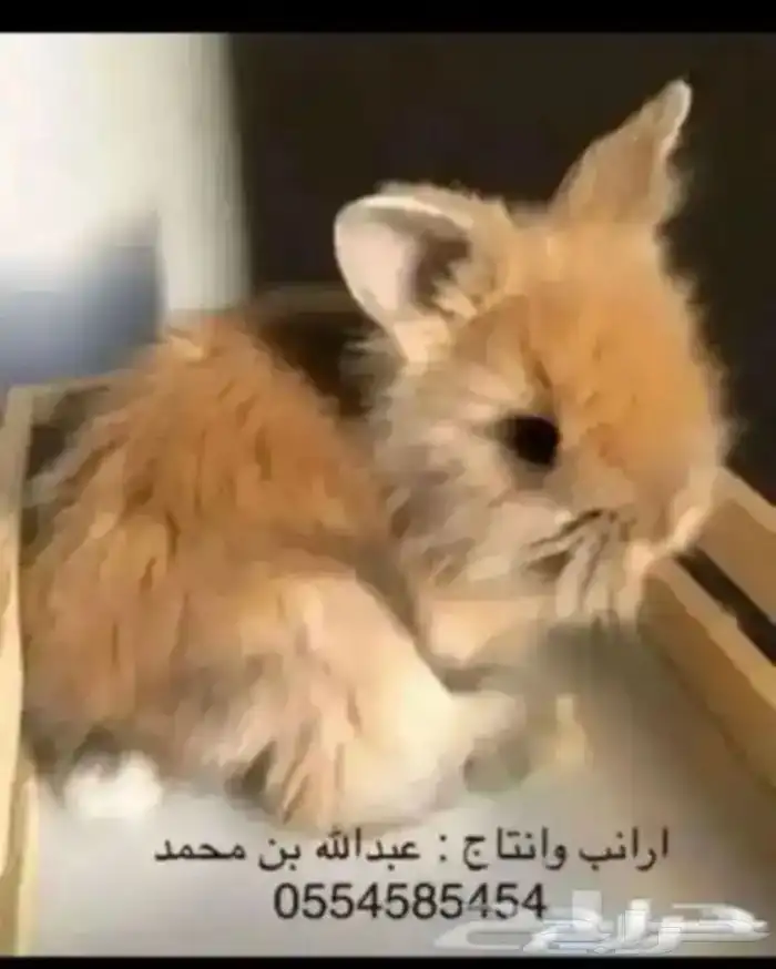 ارانب 12