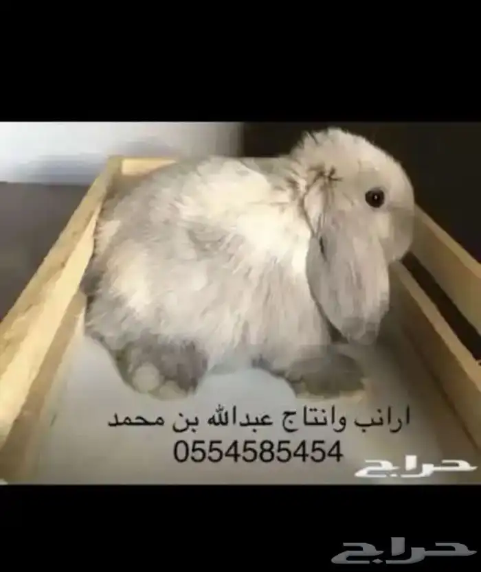 ارانب 11