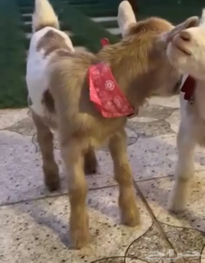 ماعز قزم صغير محبوب الاطفال وكبار السن الماعز القزم 12