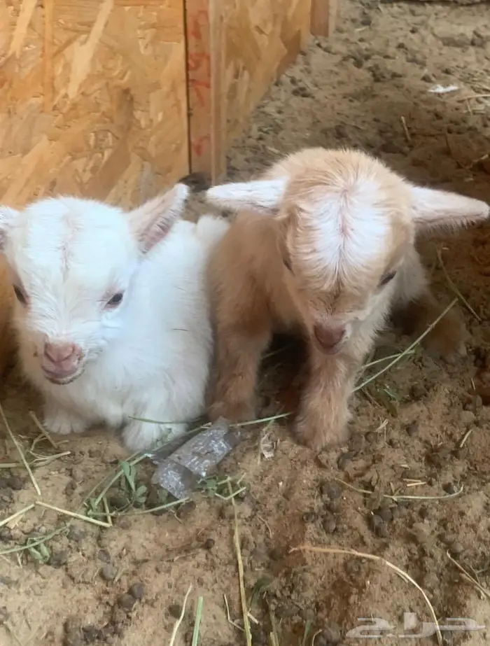 ماعز قزم صغير محبوب الاطفال وكبار السن الماعز القزم 0