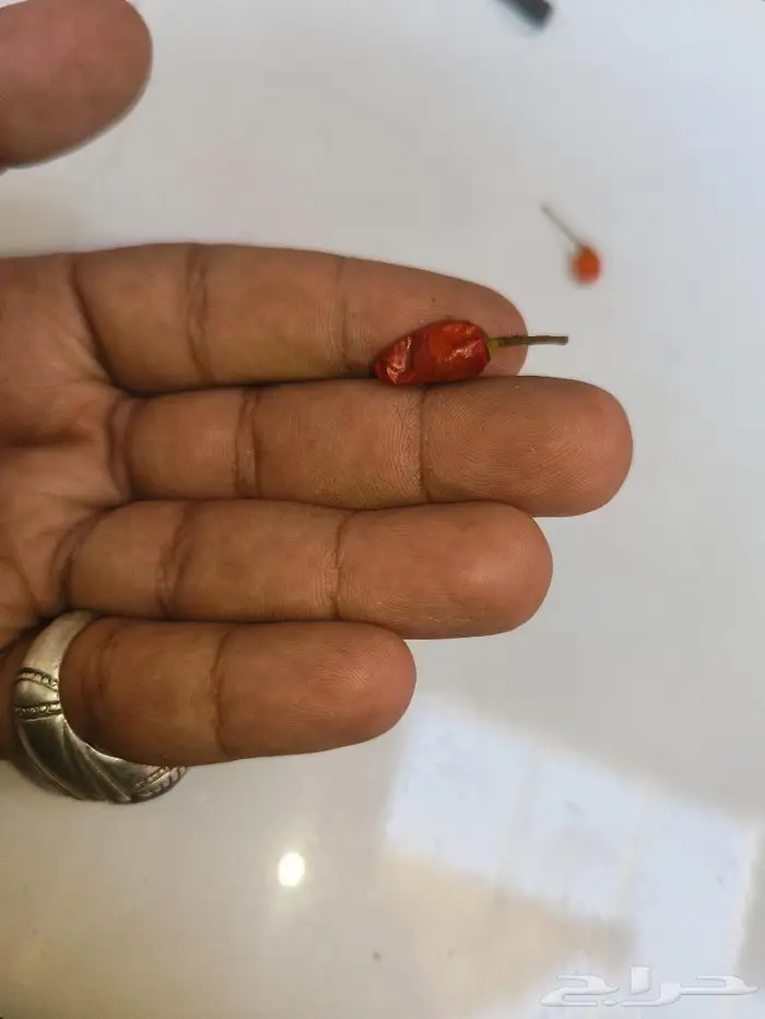 لهواة زراعة الفلفل النادر 4