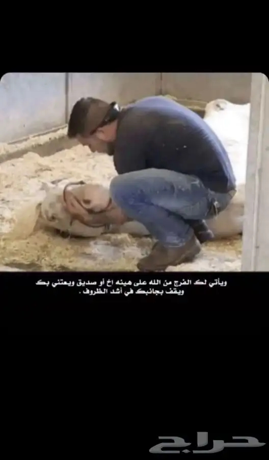 مربط السريح للخيل العربيه الأصيلة 6