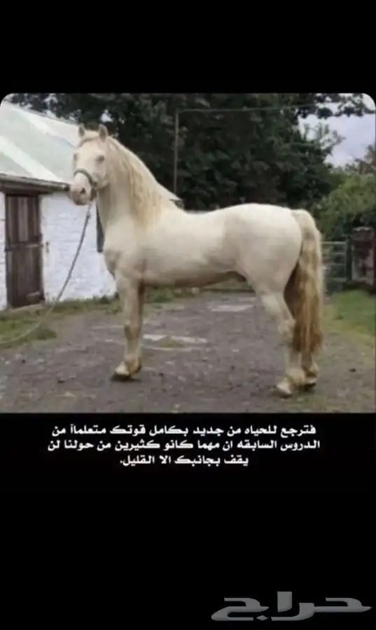 مربط السريح للخيل العربيه الأصيلة 5