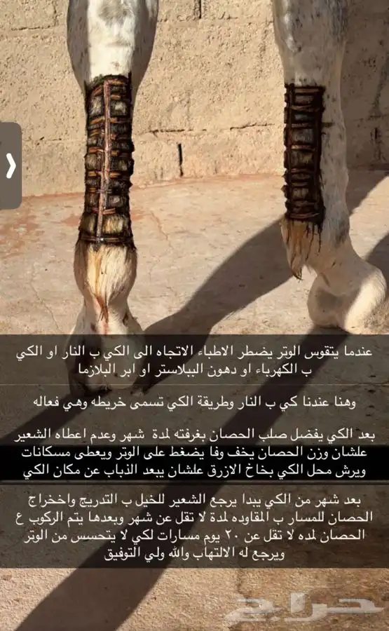 مربط السريح للخيل العربيه الأصيلة 8