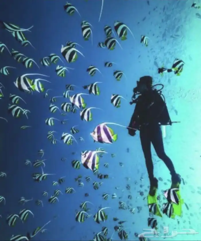 عرض خاص على دورة غوص Scuba Diving 5