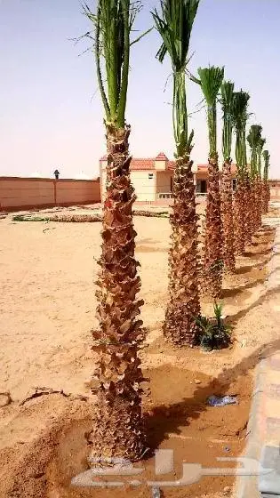 نخل واشنطني ونخل عربي 2