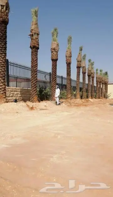 نخل واشنطني ونخل عربي 1