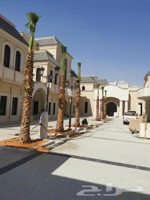 نخل واشنطني ونخل عربي 6