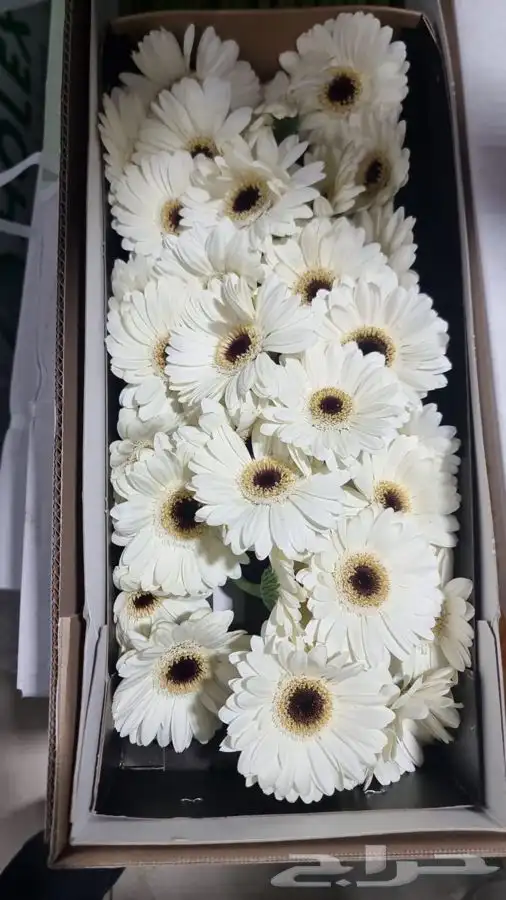 ورد جمله 1