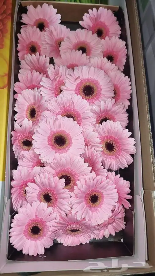 ورد جمله 0