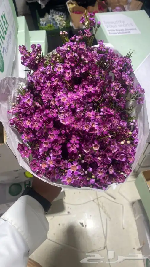 ورد جمله 29