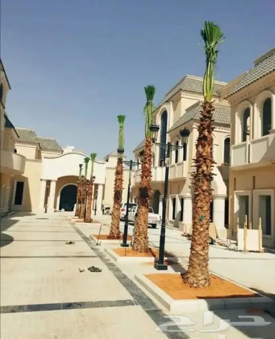 نخل واشنطني ونخل عربي 10