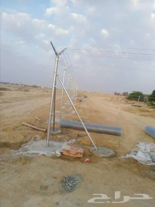 نخل واشنطني ونخل عربي 4