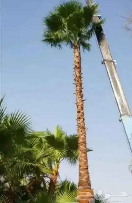 نخل واشنطني ونخل عربي 5