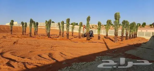 نخل واشنطني ونخل عربي 0