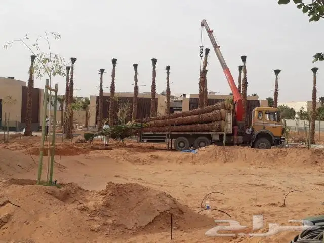 نخل واشنطني ونخل عربي 3