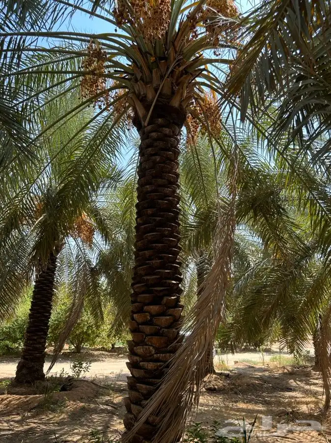 جثايث سكري واخلاص 5