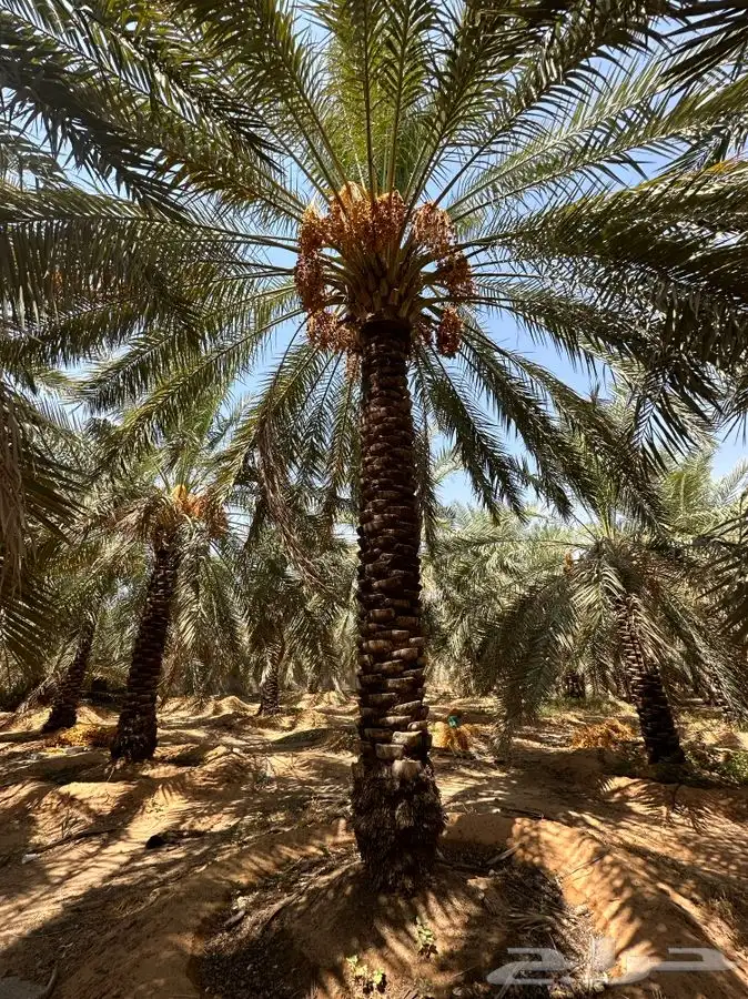 جثايث سكري واخلاص 3