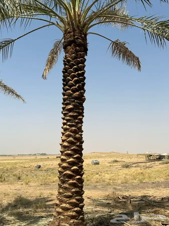 جثايث سكري واخلاص 1