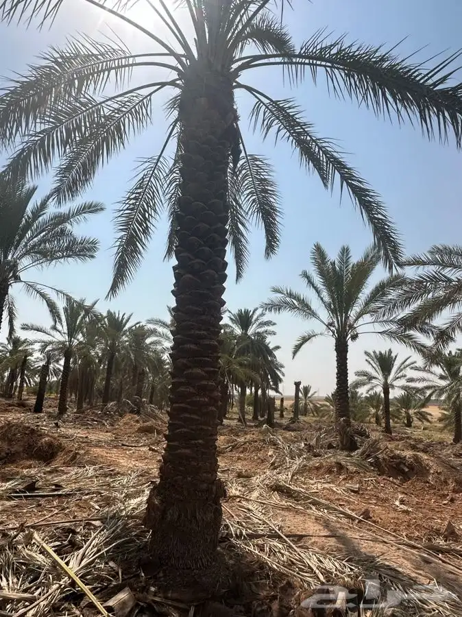 جثايث سكري واخلاص 2