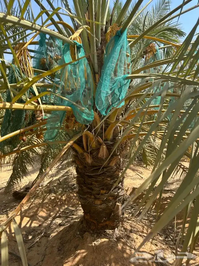 جثايث سكري واخلاص 10