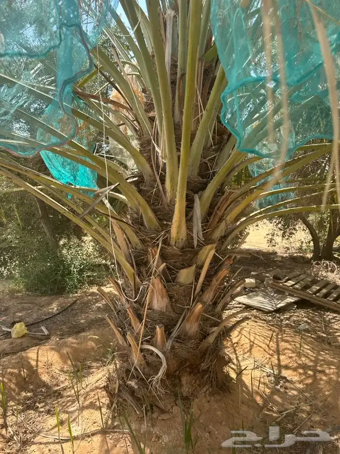 جثايث سكري واخلاص 8