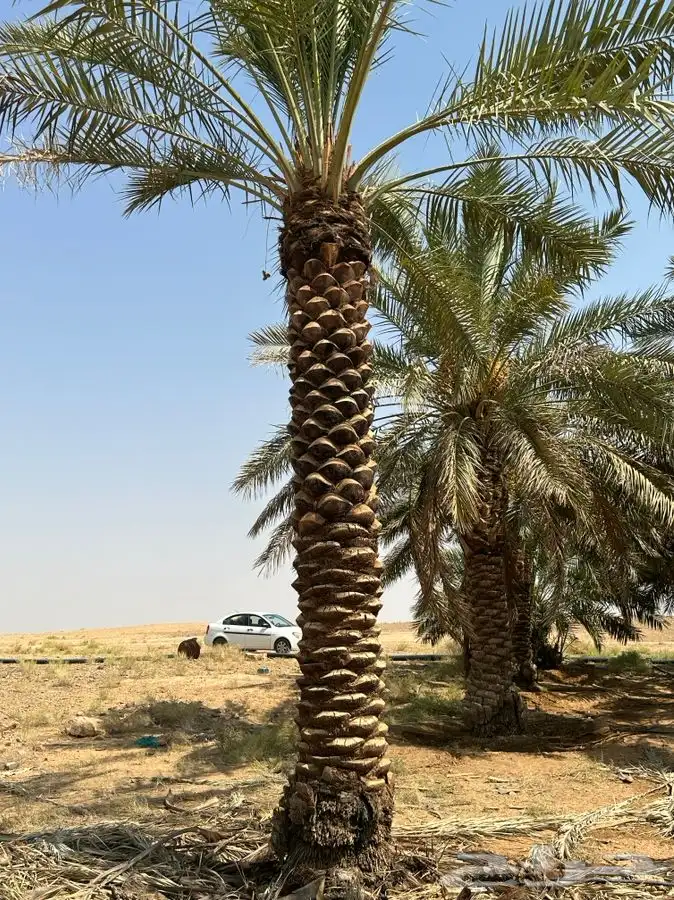 جثايث سكري واخلاص 0