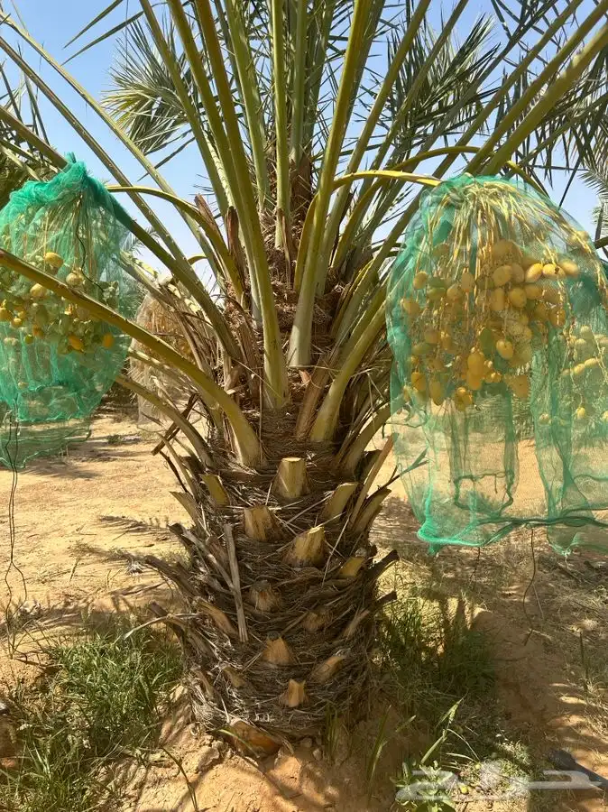 جثايث سكري واخلاص 9