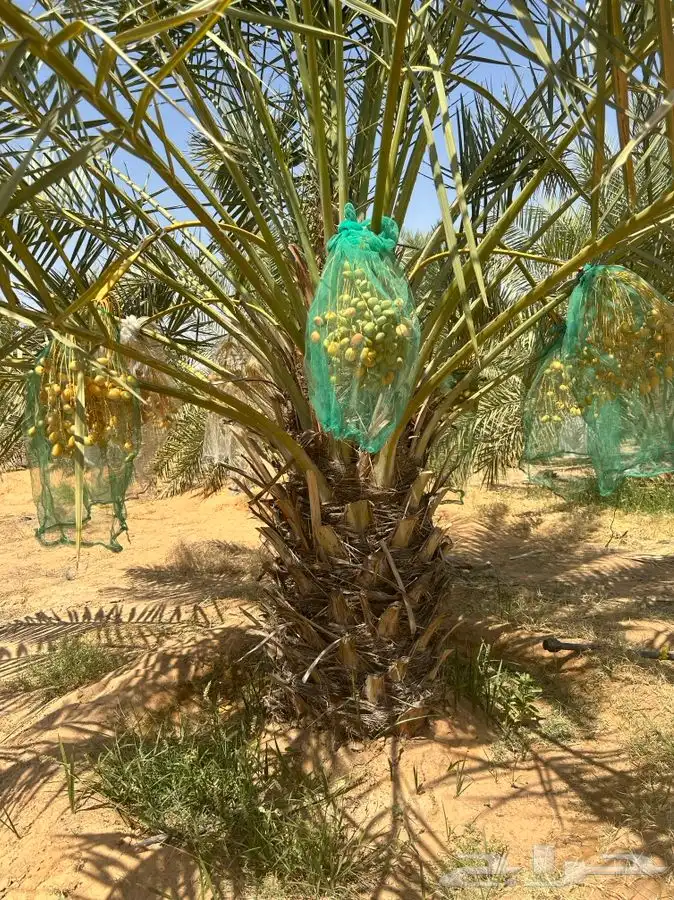 جثايث سكري واخلاص 11