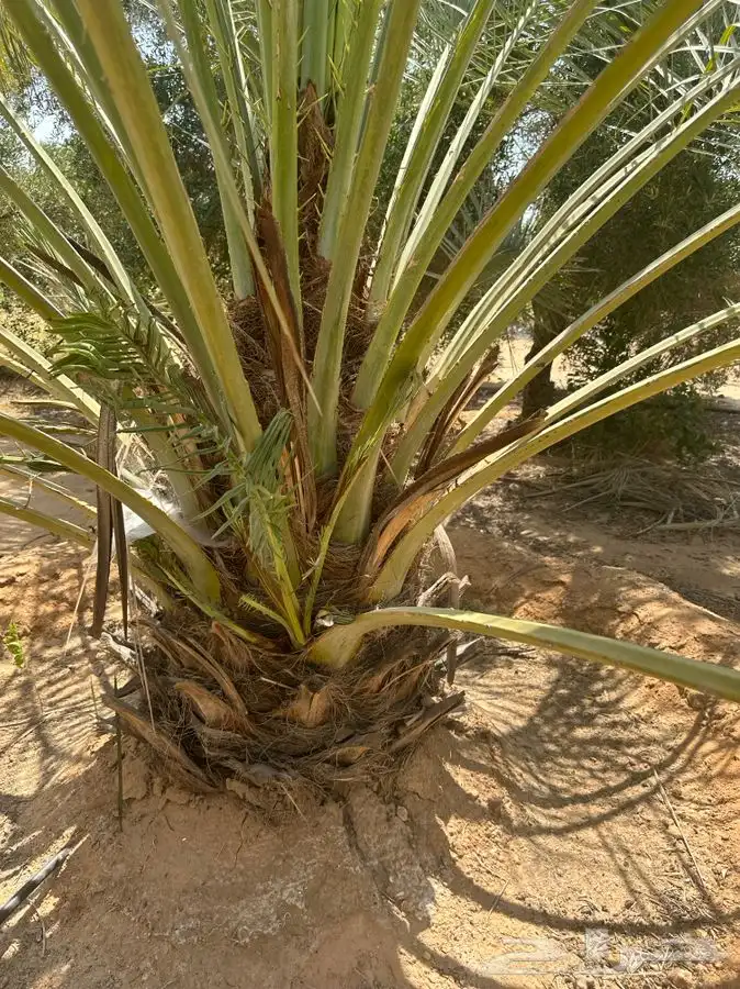 جثايث سكري واخلاص 6